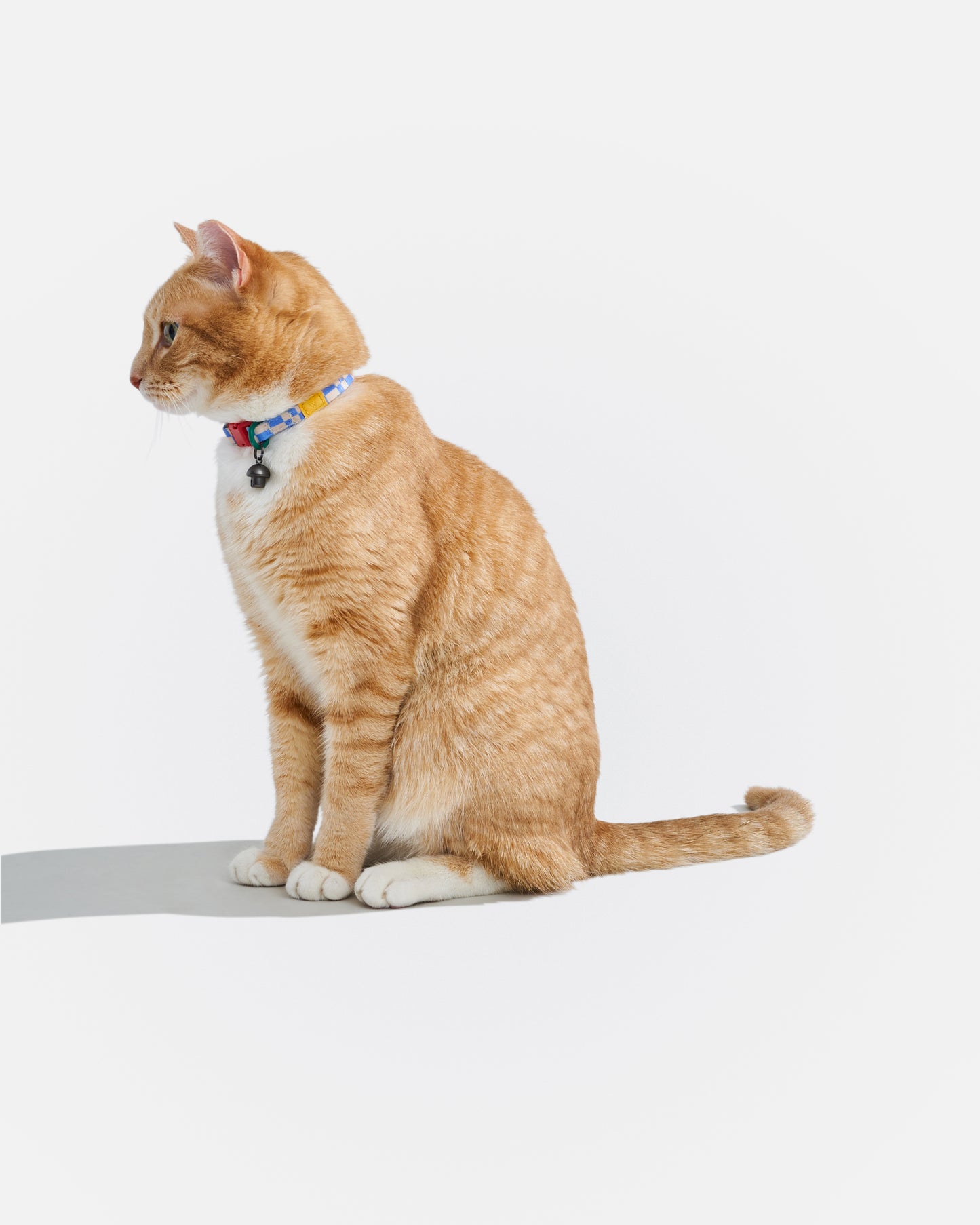 Breakaway Cat Collar