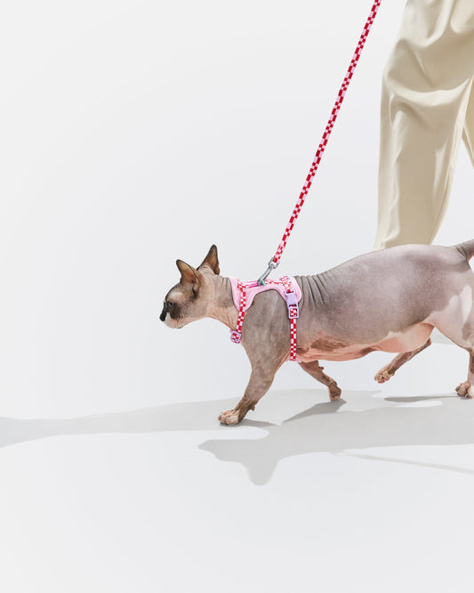 Can You Walk a Cat? A Beginner’s Guide to Harness Training