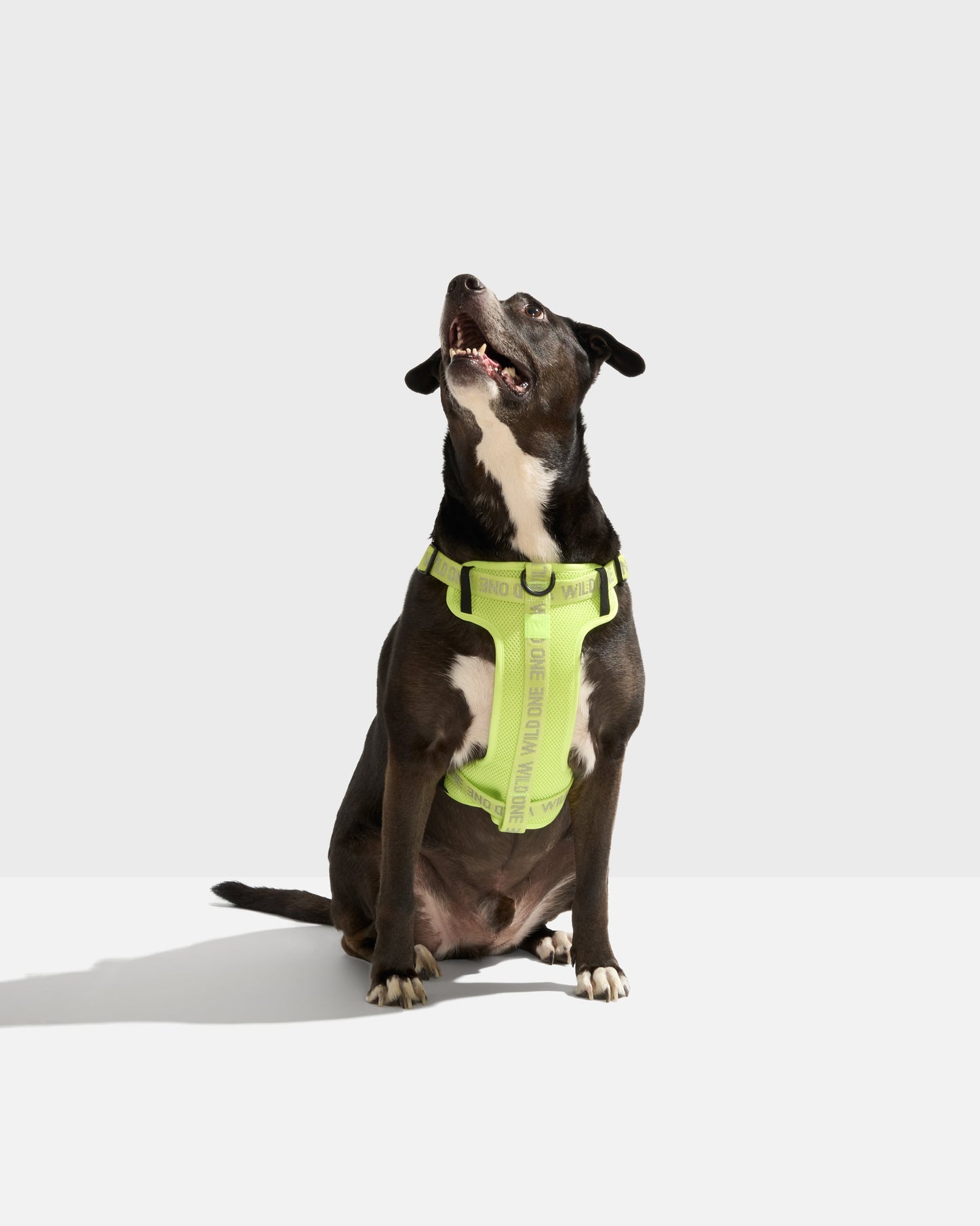 Limeade Reflective
