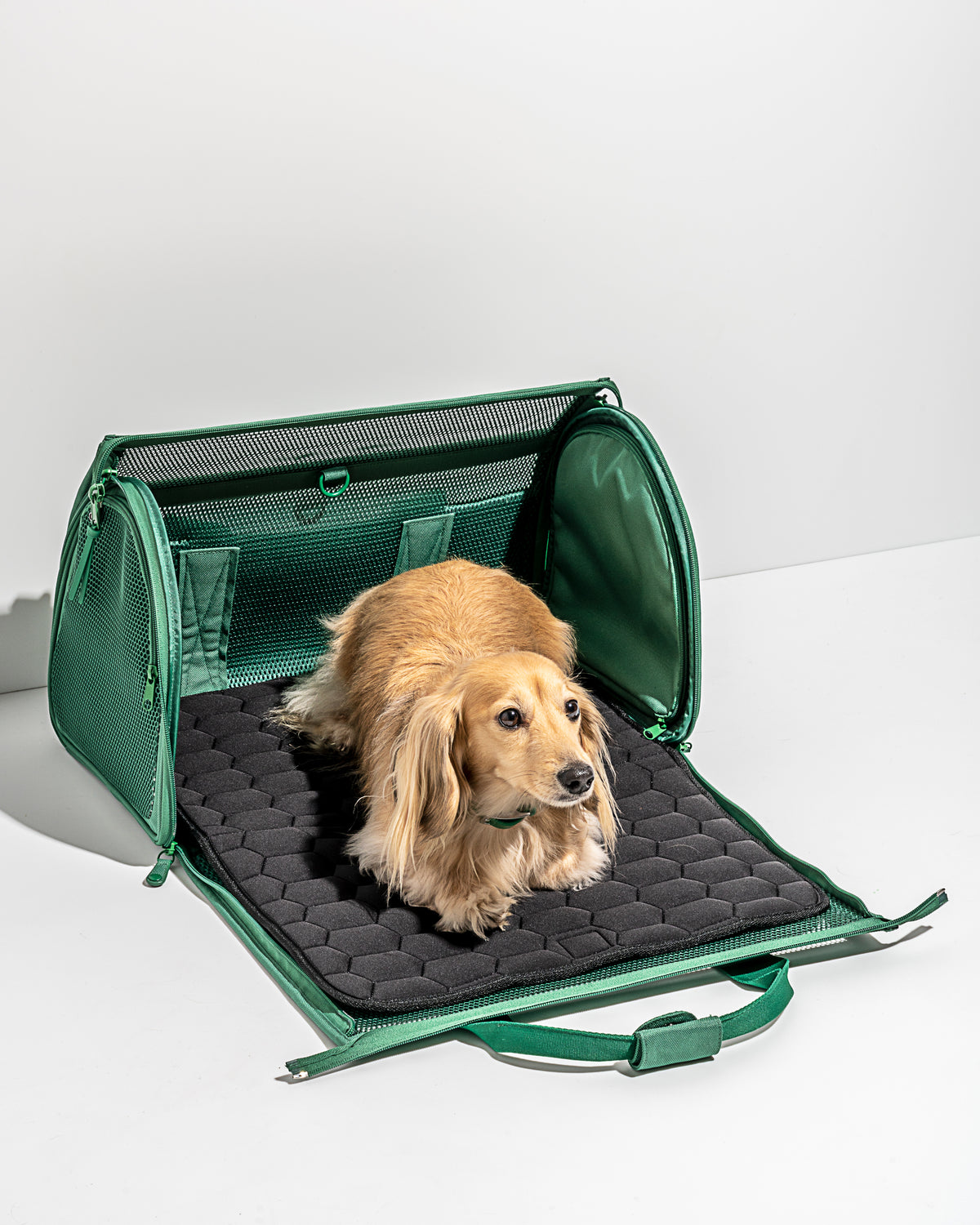 Spruce | For dogs up to 16 lbs (7 kg)