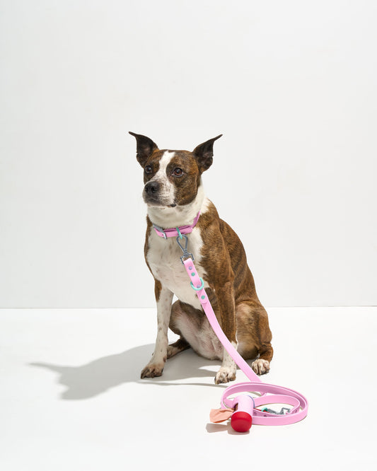 Waterproof Collar + Waterproof Leash Walk Kit – Waterproof Collar + Waterproof Leash Walk Kit