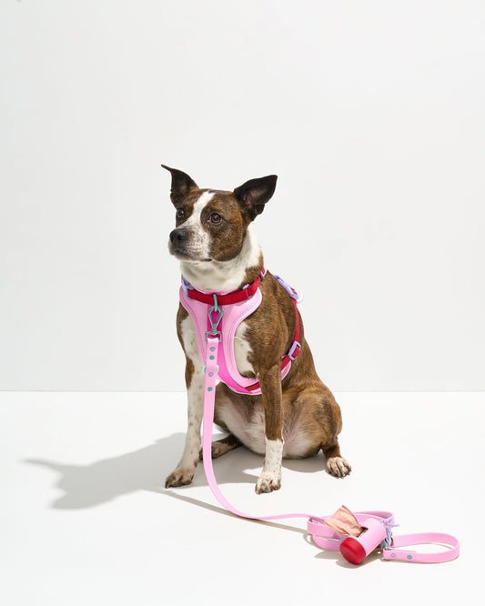 Cushioned Harness + Waterproof Leash Walk Kit – Cushioned Harness + Waterproof Leash Walk Kit