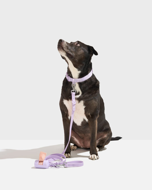 Quick-Release Collar + Waterproof Leash Walk Kit – Quick-Release Collar + Waterproof Leash Walk Kit