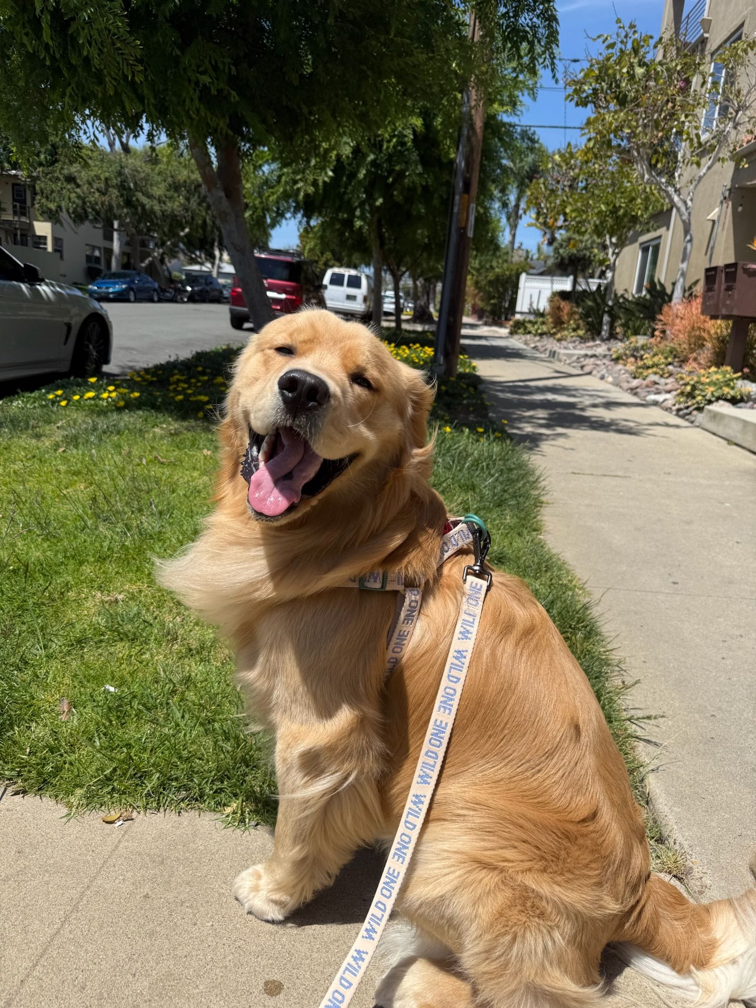 Leashes close-up