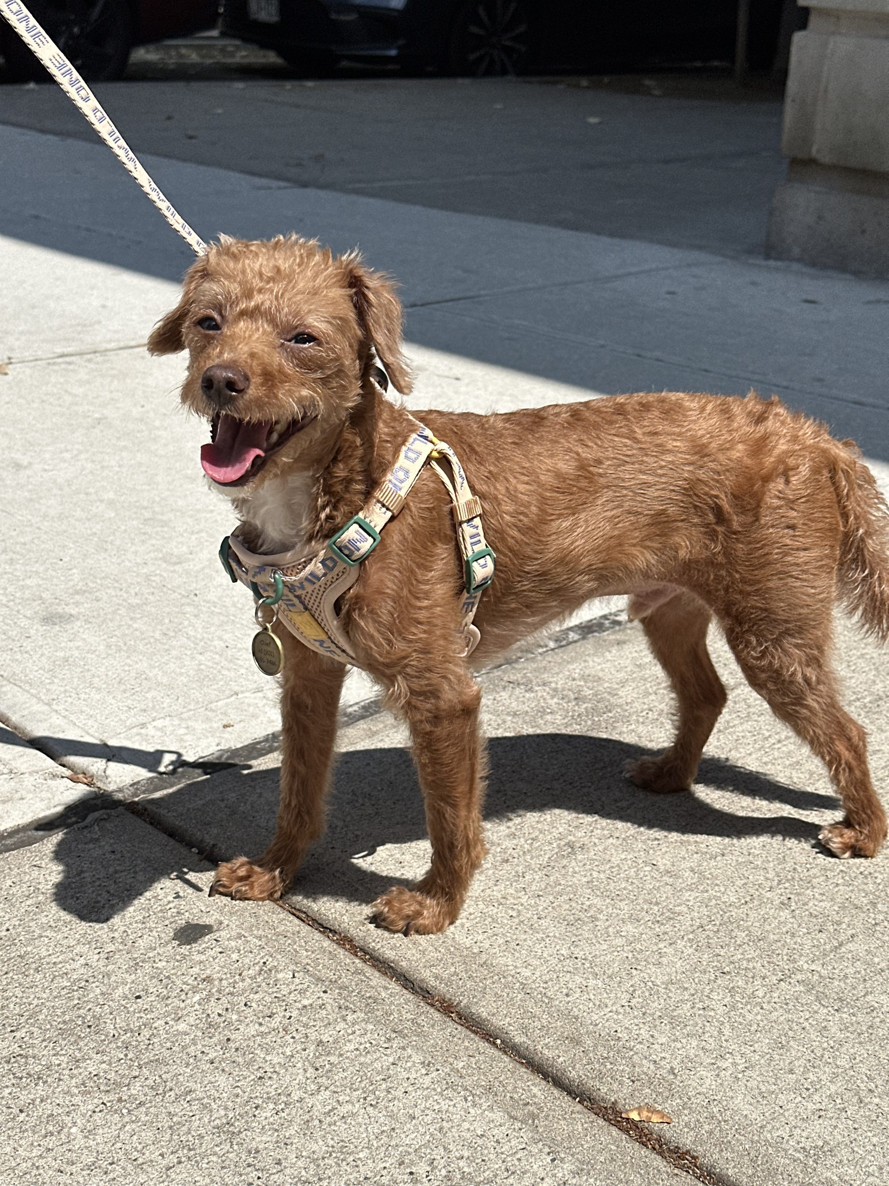 Dog wearing harness