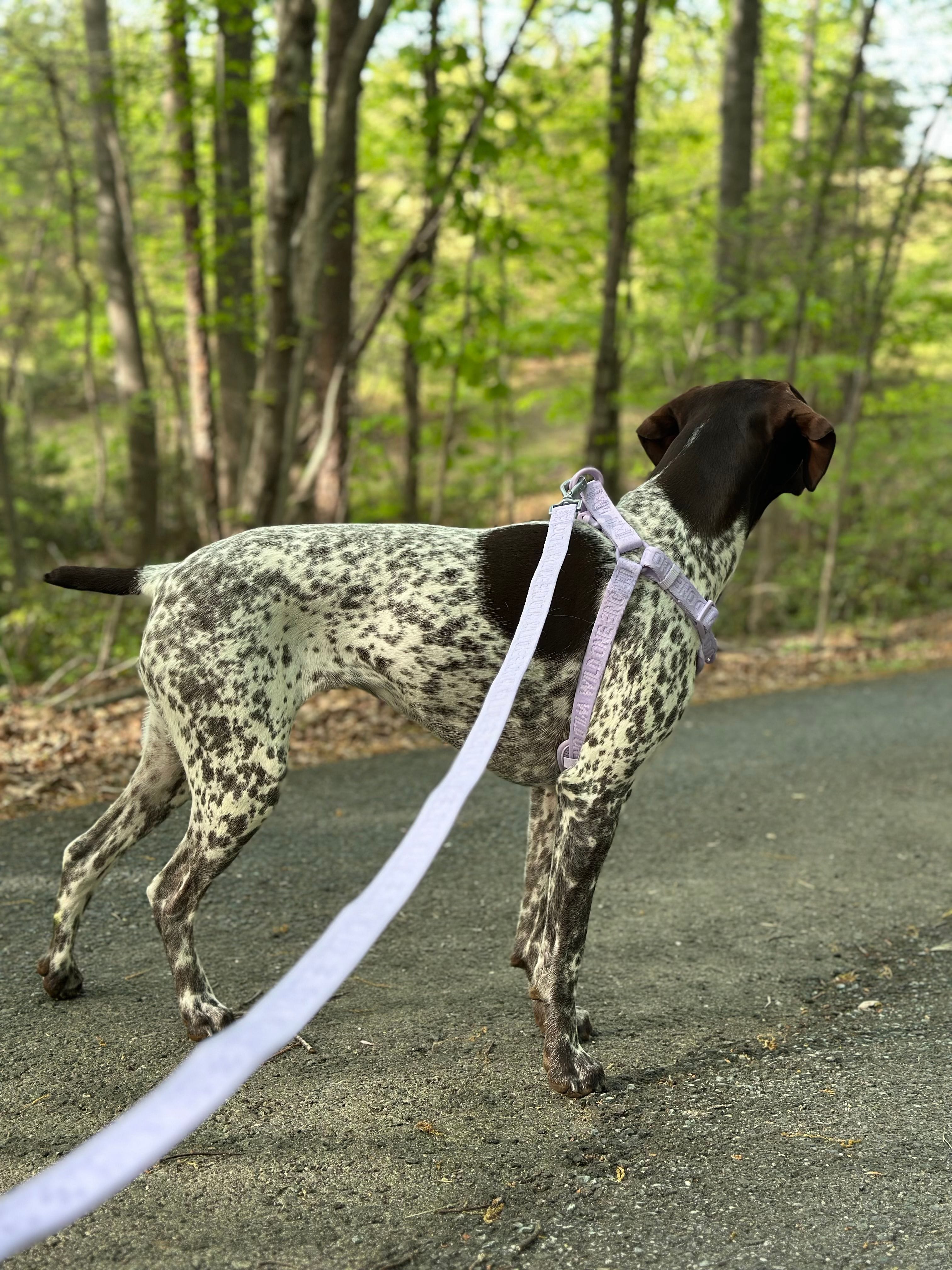 Pink harness being clipped